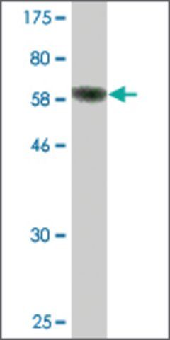 Monoclonal Anti-FBXO8 antibody produced in mouse