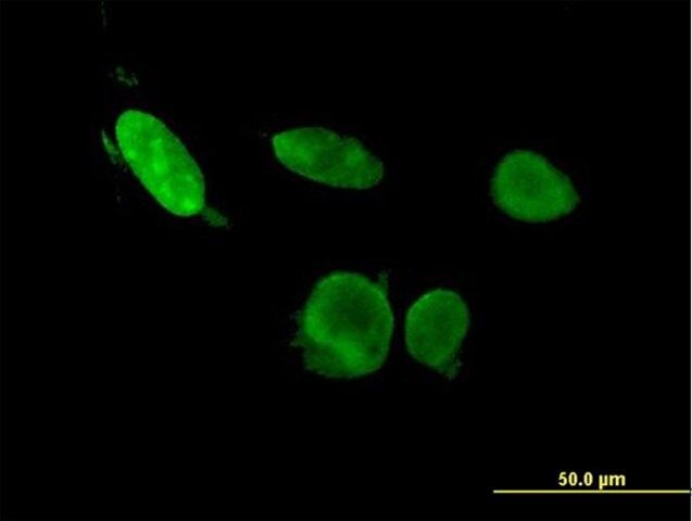 Monoclonal Anti-ERF antibody produced in mouse