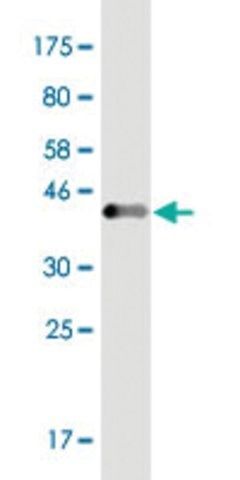 Monoclonal Anti-EVL, (C-terminal) antibody produced in mouse