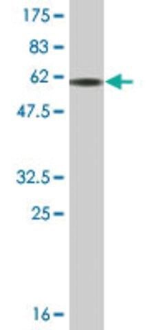 Monoclonal Anti-FCN3 antibody produced in mouse