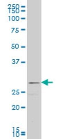 Monoclonal Anti-FGF8 antibody produced in mouse