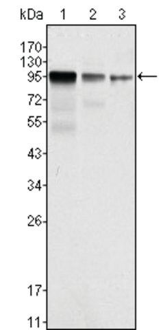 Monoclonal Anti-FER antibody produced in mouse