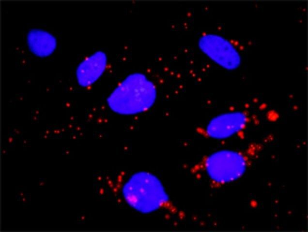 Monoclonal Anti-FCGR1A antibody produced in mouse