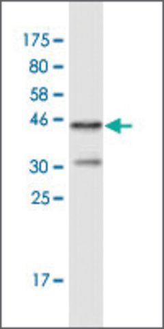 Monoclonal Anti-FHOD1 antibody produced in mouse