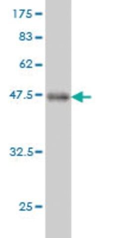 Monoclonal Anti-FGF21 antibody produced in mouse