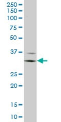 Monoclonal Anti-FCGR3A, (C-terminal) antibody produced in mouse