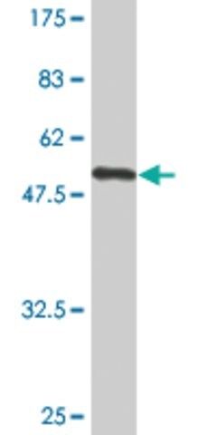 Monoclonal Anti-FCER2 antibody produced in mouse