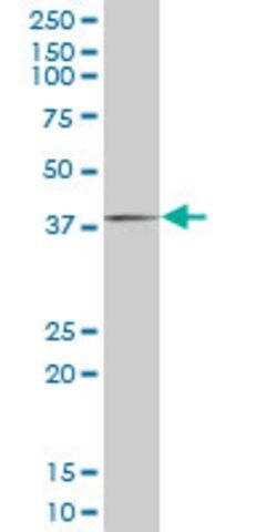 Monoclonal Anti-FHL1 antibody produced in mouse