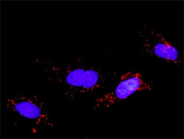 Monoclonal Anti-FGF5, (C-terminal) antibody produced in mouse