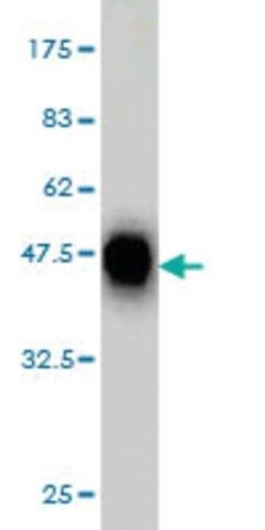 Monoclonal Anti-CDX4 antibody produced in mouse