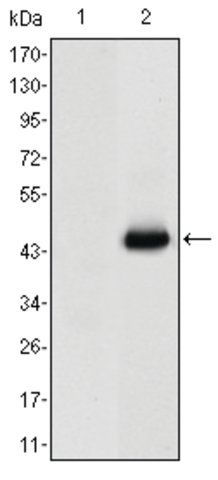 Monoclonal Anti-CEACAM5 antibody produced in mouse