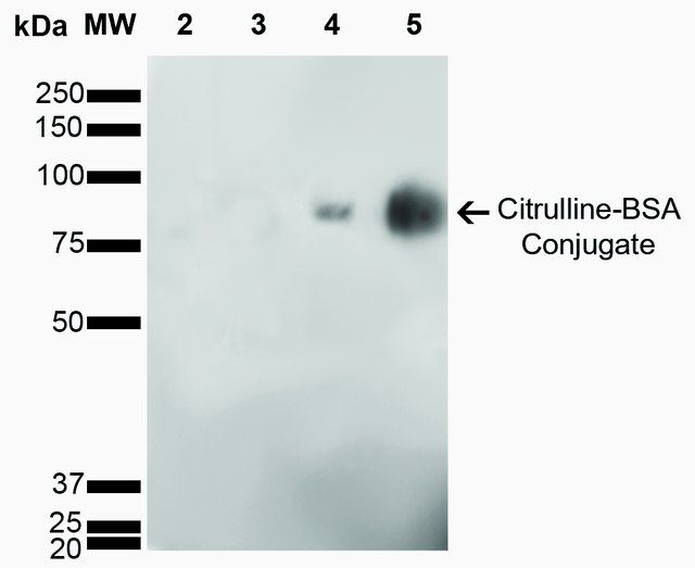 Monoclonal Anti-Citrulline antibody produced in mouse