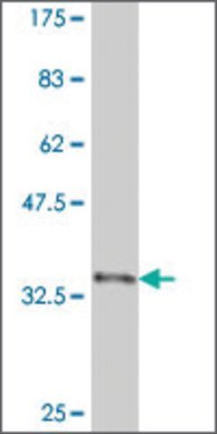 Monoclonal Anti-CDX4 antibody produced in mouse