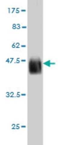 Monoclonal Anti-CDX4 antibody produced in mouse