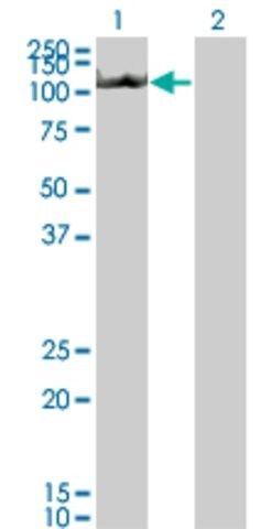 Monoclonal Anti-CIAS1, (N-terminal) antibody produced in mouse