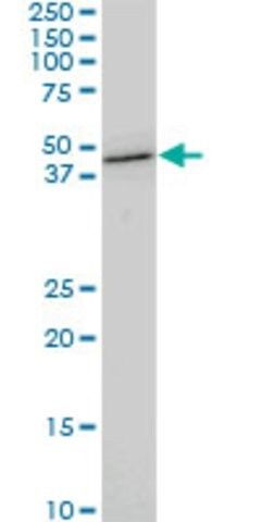 Monoclonal Anti-CDX4 antibody produced in mouse