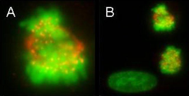 Monoclonal Anti-CENP-E antibody produced in mouse