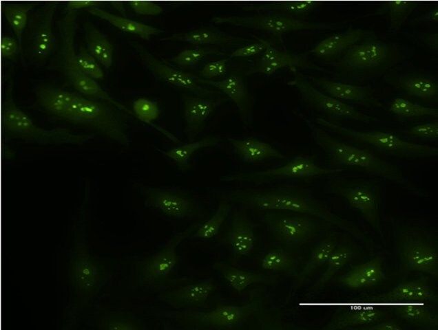 Monoclonal Anti-CIRBP, (N-terminal) antibody produced in mouse