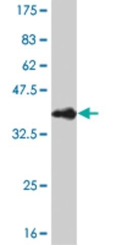 Monoclonal Anti-CITED1 antibody produced in mouse