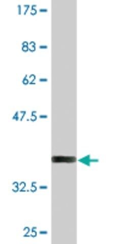 Monoclonal Anti-CHURC1 antibody produced in mouse