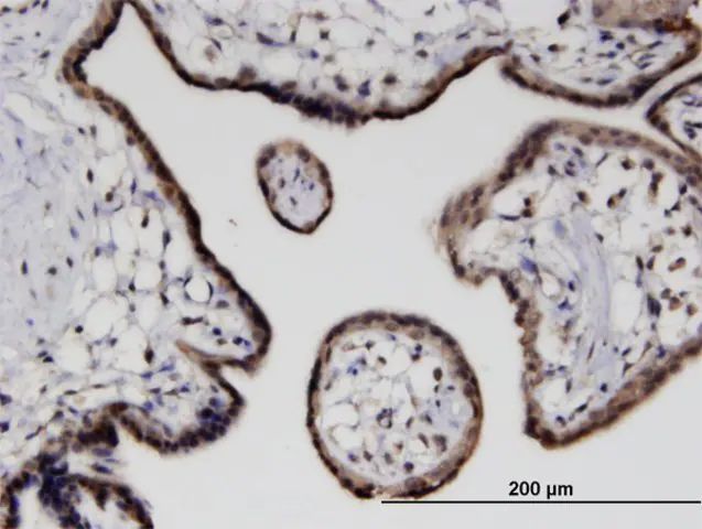 Monoclonal Anti-CITED4 antibody produced in mouse