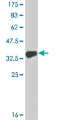 Monoclonal Anti-COL9A3 antibody produced in mouse