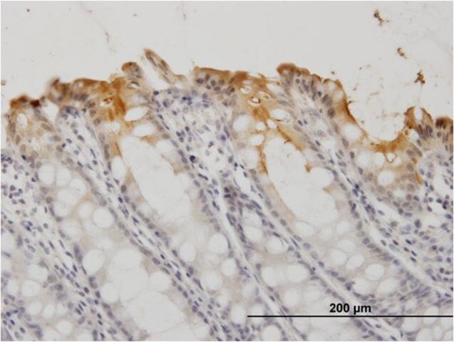 Monoclonal Anti-CEACAM1 antibody produced in mouse