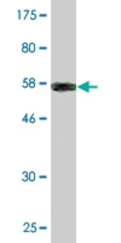 Monoclonal Anti-COL2A1 antibody produced in mouse