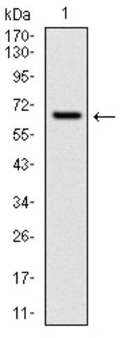 Monoclonal Anti-CYP1A1 antibody produced in mouse