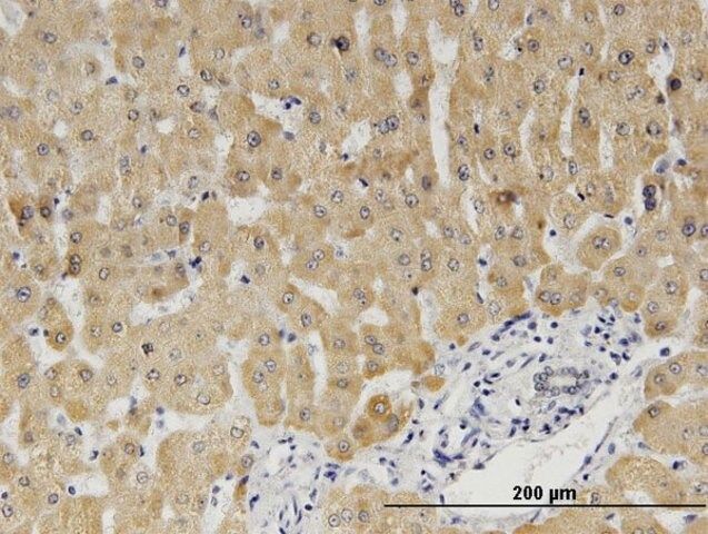 Monoclonal Anti-CYB5A antibody produced in mouse