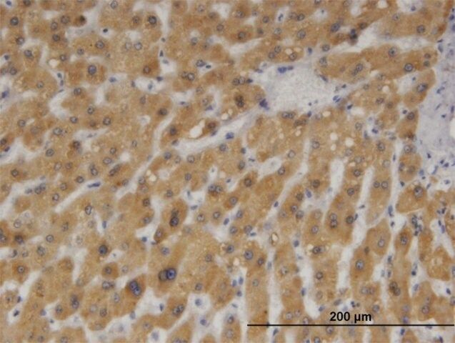 Monoclonal Anti-CYB5A antibody produced in mouse