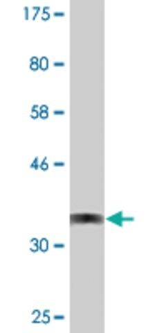 Monoclonal Anti-CYLC1 antibody produced in mouse