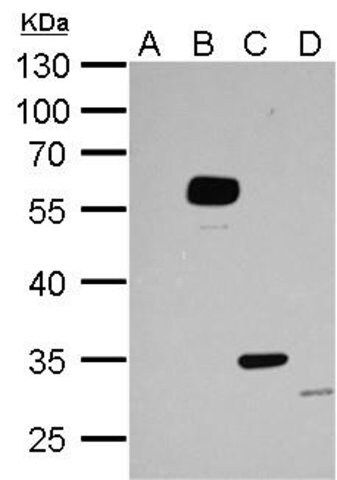 Monoclonal Anti-DDDDK tag antibody produced in mouse