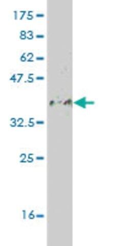 Monoclonal Anti-DEAF1 antibody produced in mouse