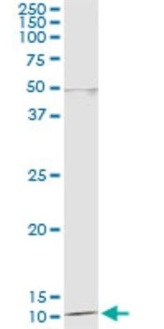 Monoclonal Anti-DDT antibody produced in mouse