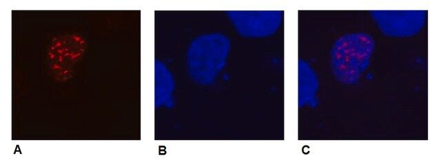 Monoclonal Anti-DDDDK tag antibody produced in mouse