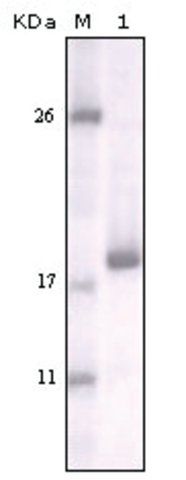 MONOCLONAL ANTI-DDR2 antibody produced in mouse