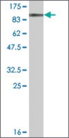 Monoclonal Anti-DDX20 antibody produced in mouse