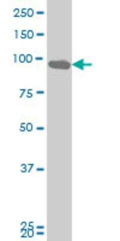 Monoclonal Anti-DDX54 antibody produced in mouse