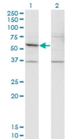 Monoclonal Anti-DFNA5 antibody produced in mouse