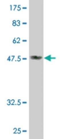 Monoclonal Anti-DDAH2 antibody produced in mouse