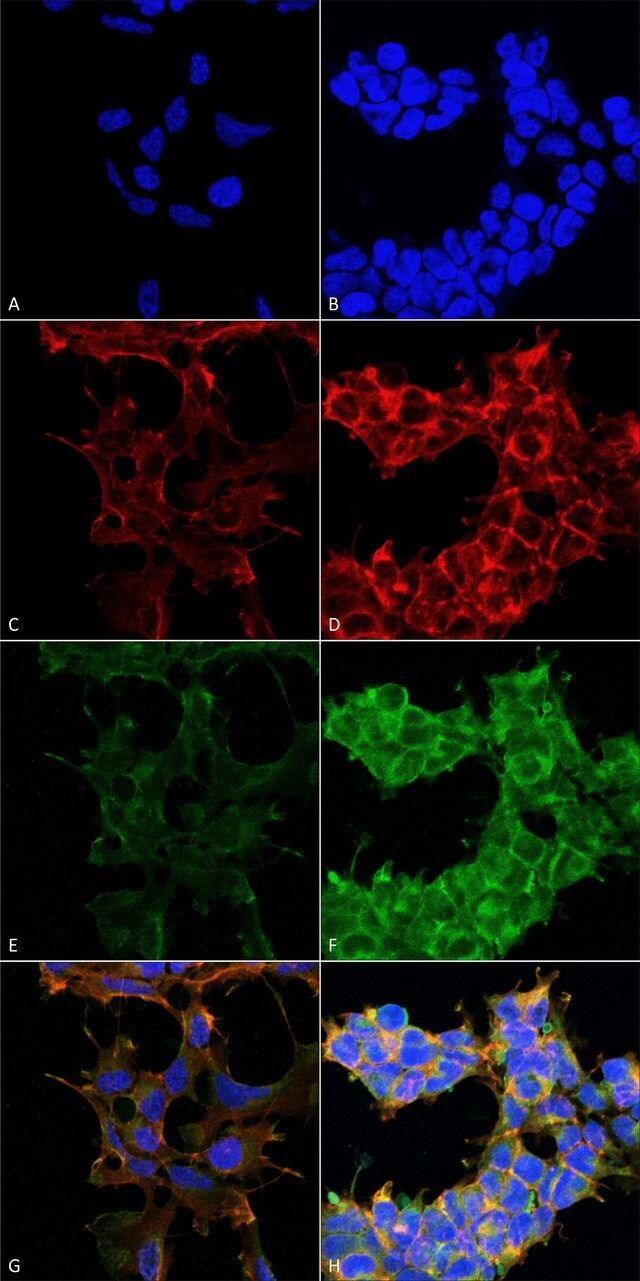 Monoclonal Anti-Dibromo-tyrosine antibody produced in mouse