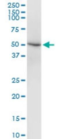 Monoclonal Anti-DEAF1 antibody produced in mouse