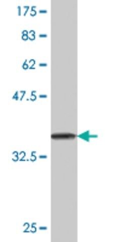 Monoclonal Anti-DDEF1, (C-terminal) antibody produced in mouse