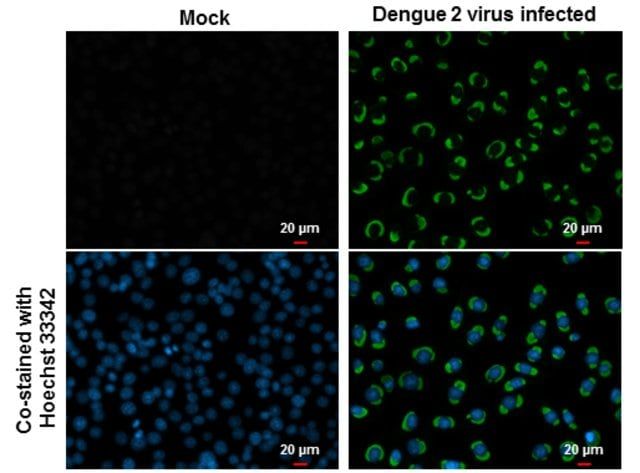 Monoclonal Anti-Dengue virus NS1 protein antibody produced in mouse