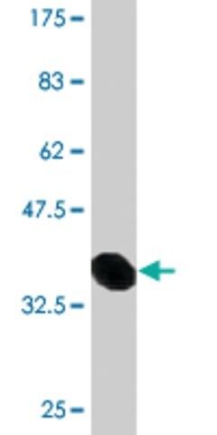 Monoclonal Anti-DEPDC1B, (C-terminal) antibody produced in mouse