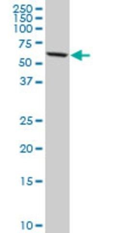 Monoclonal Anti-DDX56, (C-terminal) antibody produced in mouse