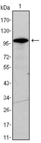 Monoclonal Anti-DDX4 antibody produced in mouse