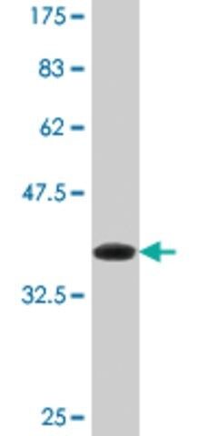 Monoclonal Anti-DHX8 antibody produced in mouse