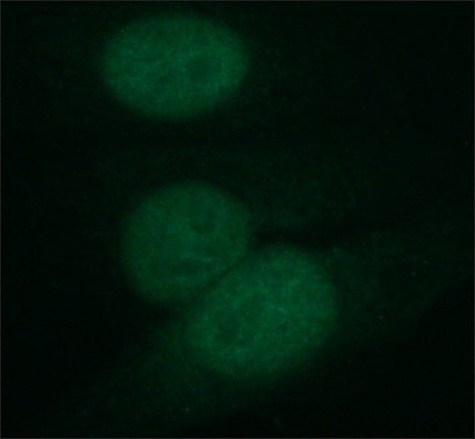 Monoclonal Anti-DHX9/RHA antibody produced in rat